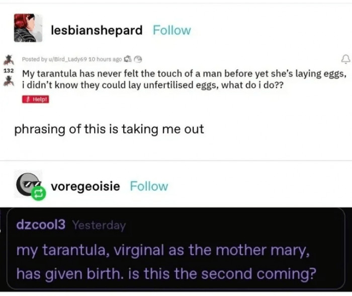 6. Virgin spiders doing the impossible