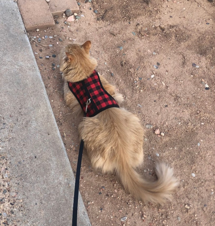 10. Say hello to Kitty!