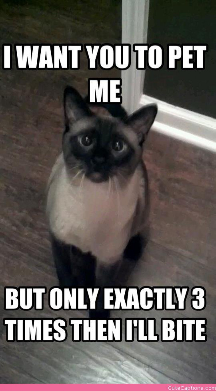 12. A cat after our hearts
