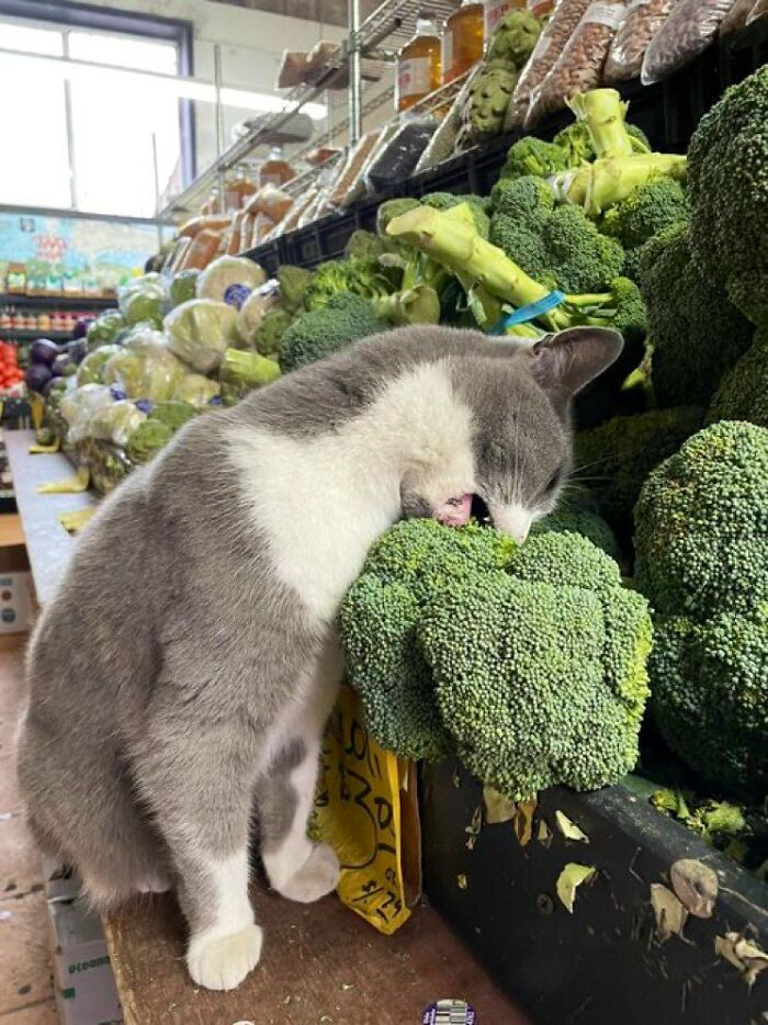 6. Apparently, some cats like broccoli