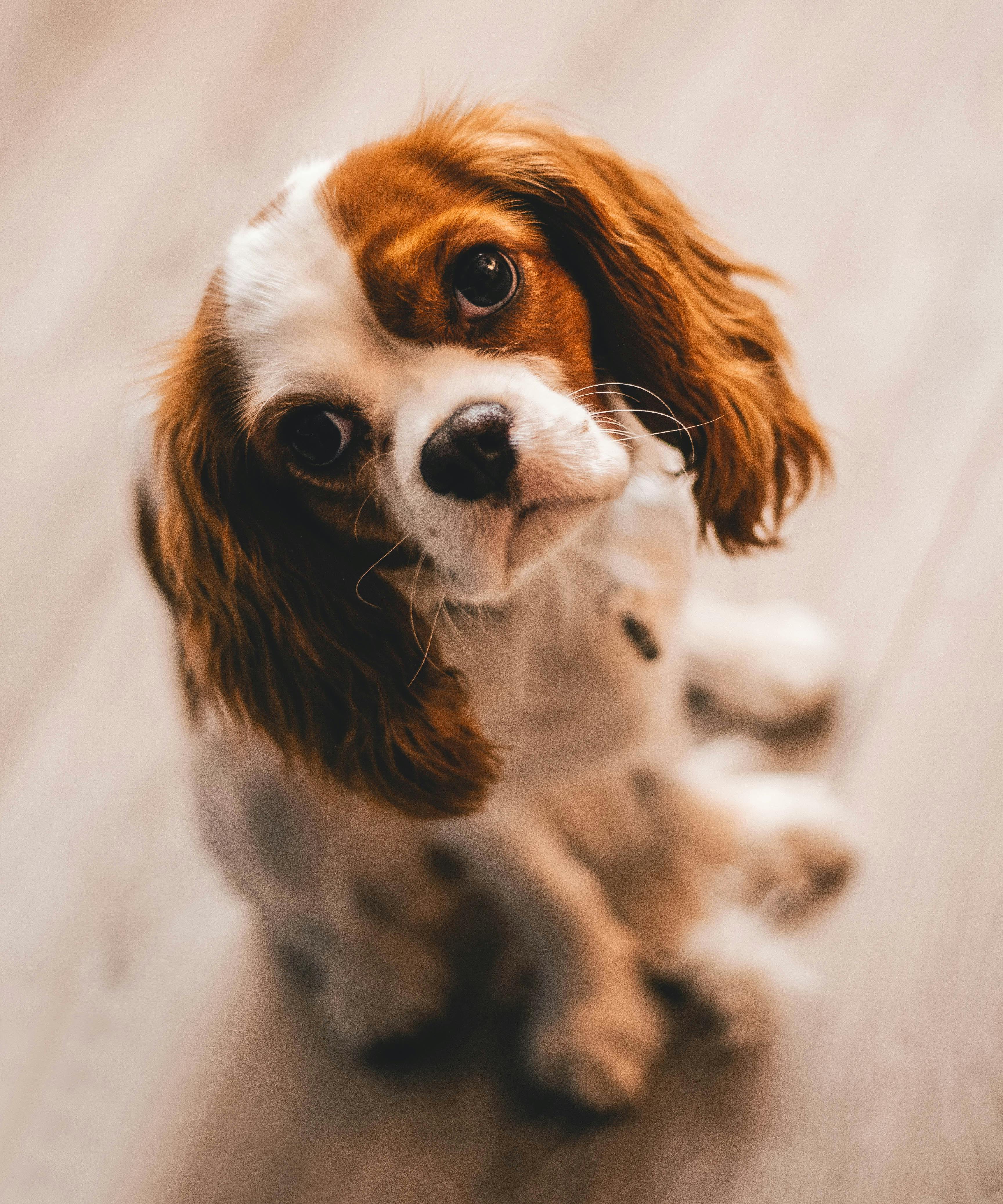 Many signs that people read as “guilt” or “shame” are actually normal canine responses