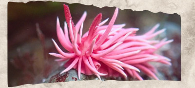 12 Pink Animals That Really Exist in Nature