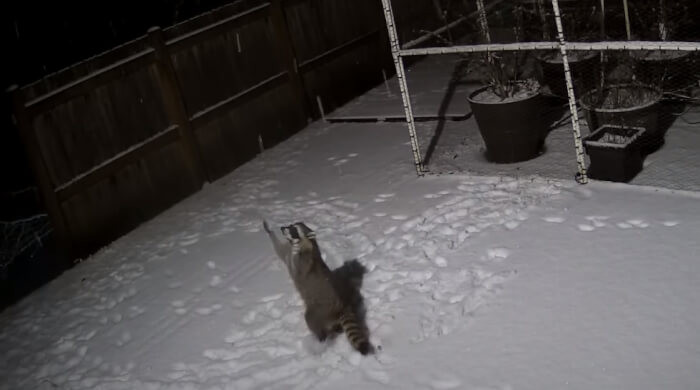 Adorable raccoon playing in the snow: