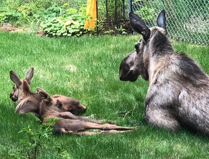 They continue to stay with their mother for about a year.