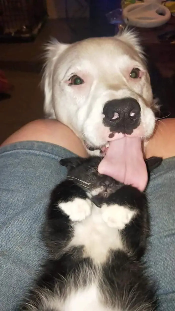 Assisted by this kind-hearted giant, the small kitten eventually made a full recovery and once it regained sufficient strength, Sherio approached to snuggle alongside: