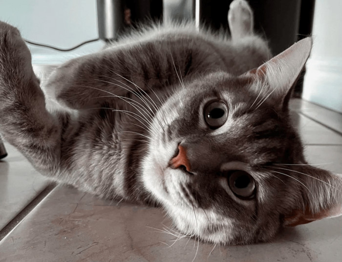 9. Being this cute is enough to make the human happy.