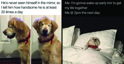20 Awesome Dog Memes That Are Sure to Put You in a Better Mood