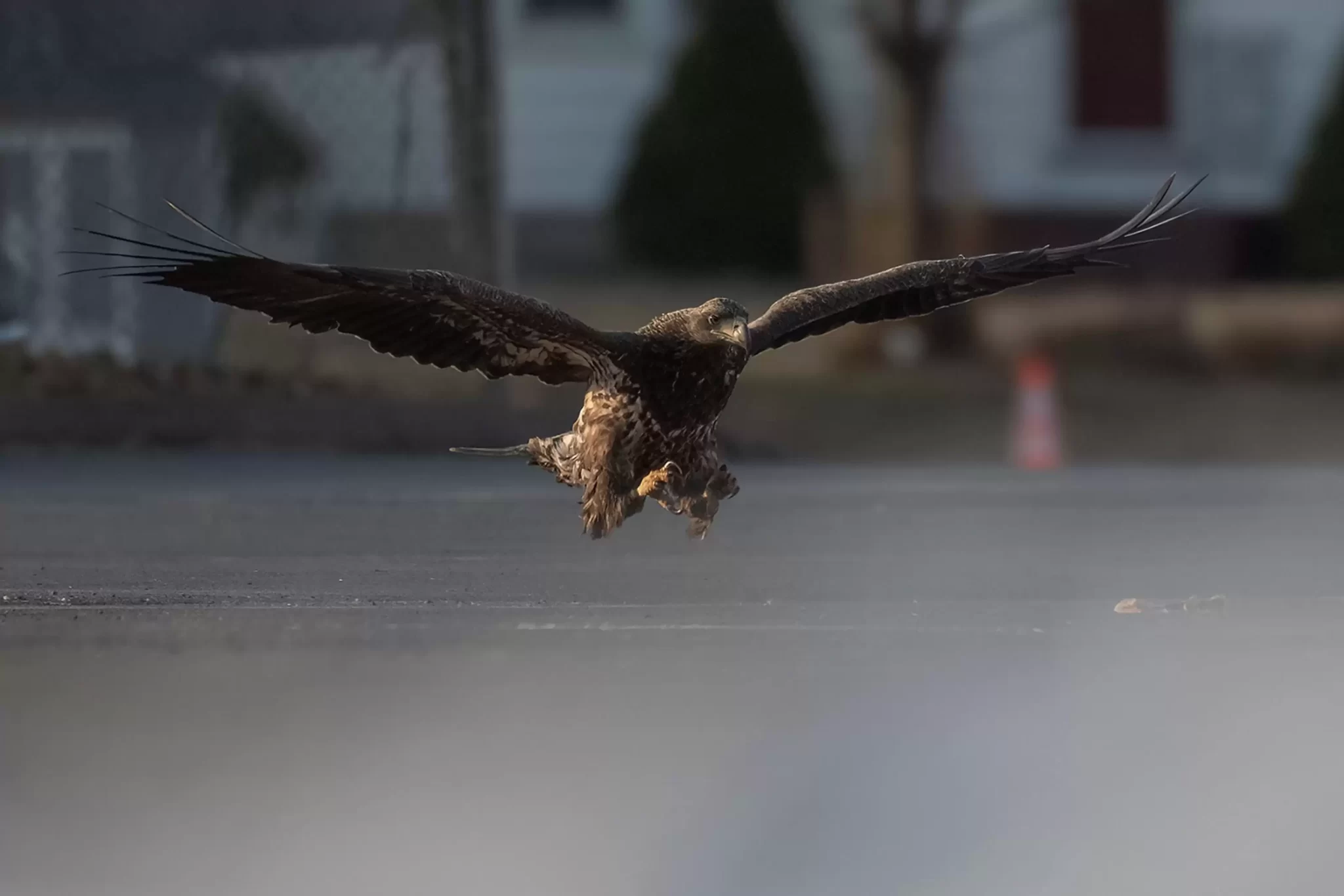 Nature photographer Doug Gemmell captured a perfect moment.