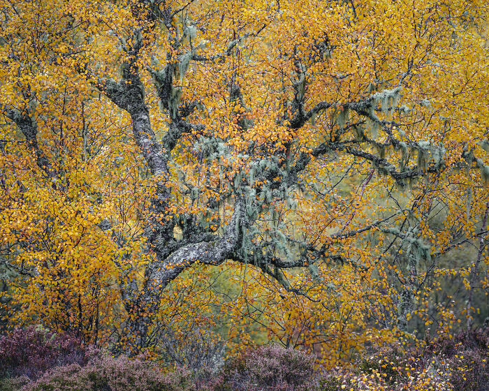 Wild Woods, Runner Up: Autumn Dancer By Duncan Wood