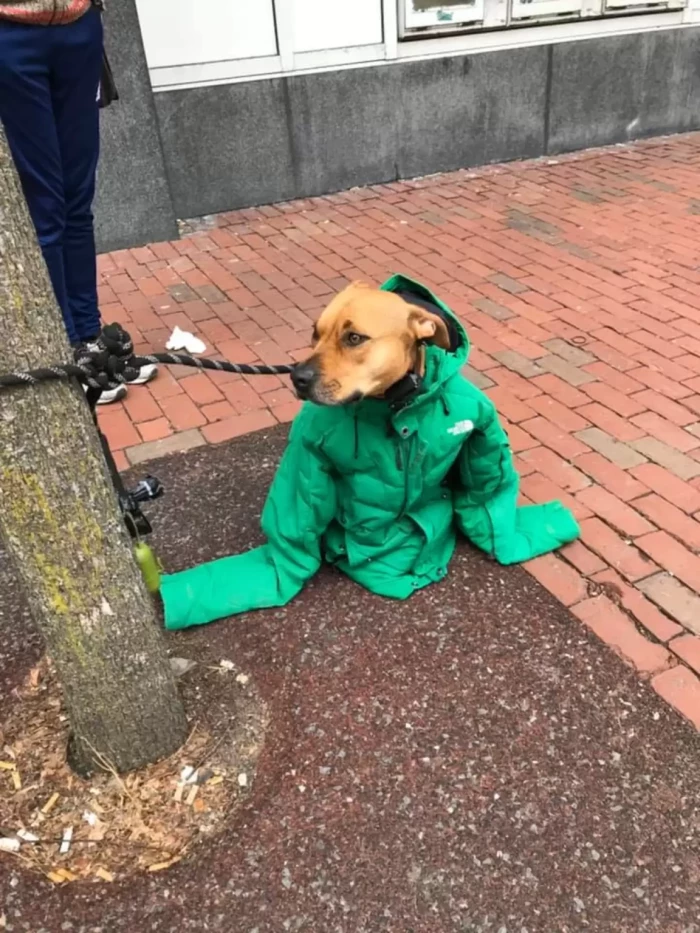 The poor dog was trembling from the cold, so his loving human took off her own jacket and wrapped it around the freezing pooch.