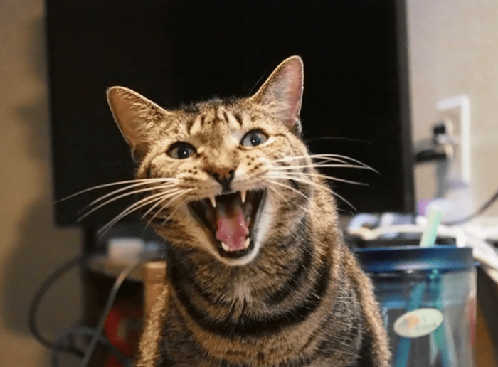 "My sepia tiger has opinions."