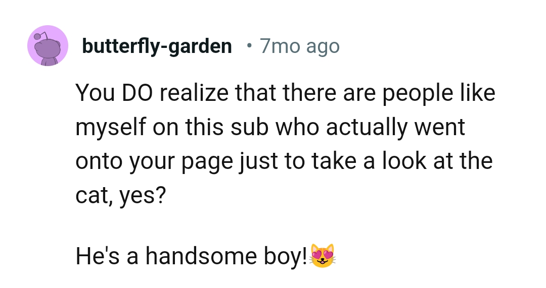 The cat is a handsome boy