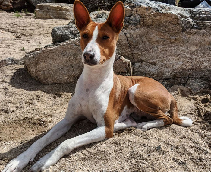 24. Basenji