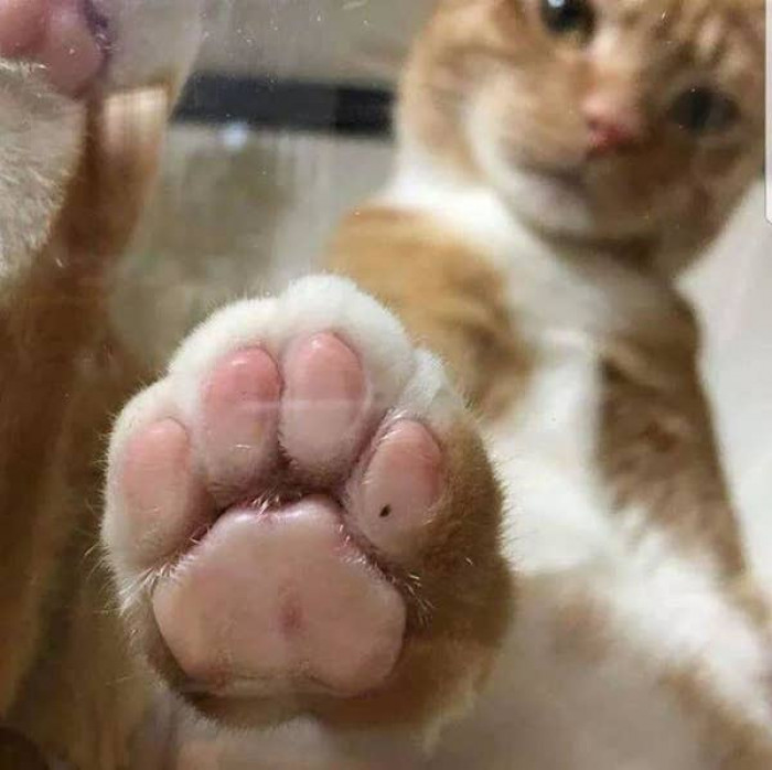 Cat showing off those lovely toe beans.