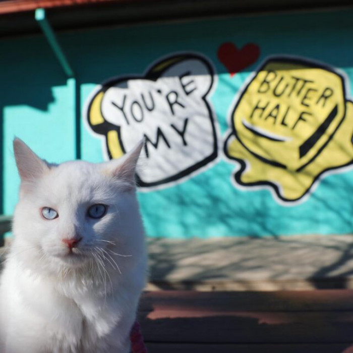 Belle is quite different from the calm and quiet Chai.