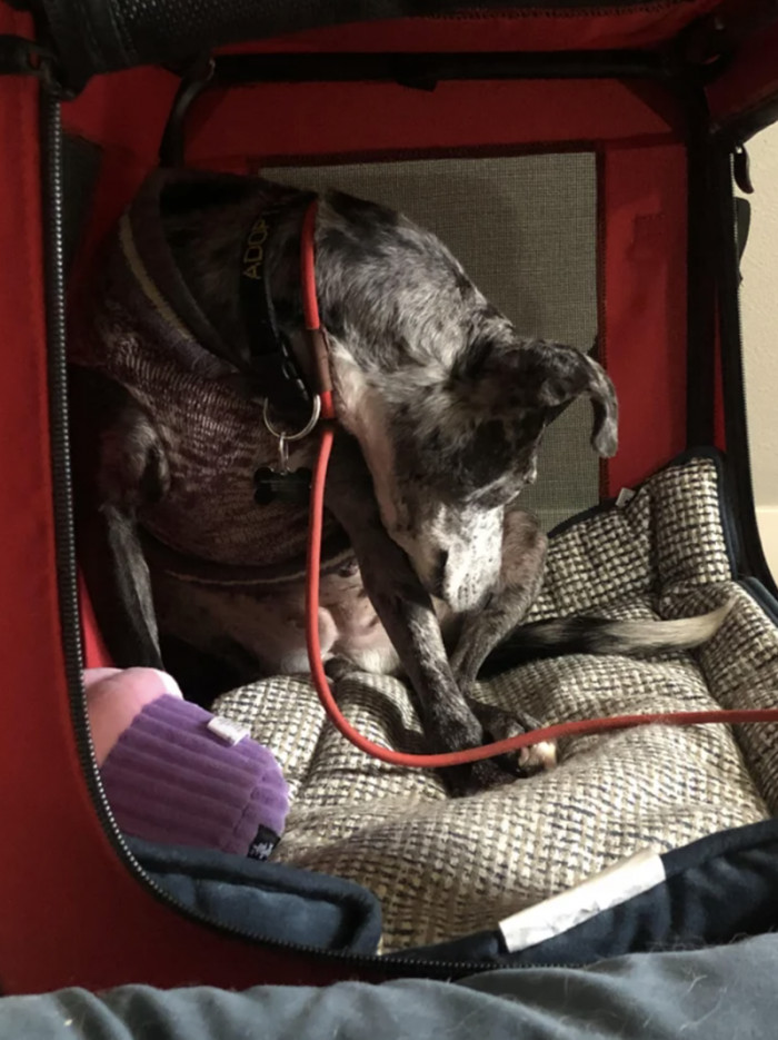 8. "Our Hawaiian rescue dog came to us last October scared, withdrawn, and coping with a recent enucleation. She has really blossomed!"