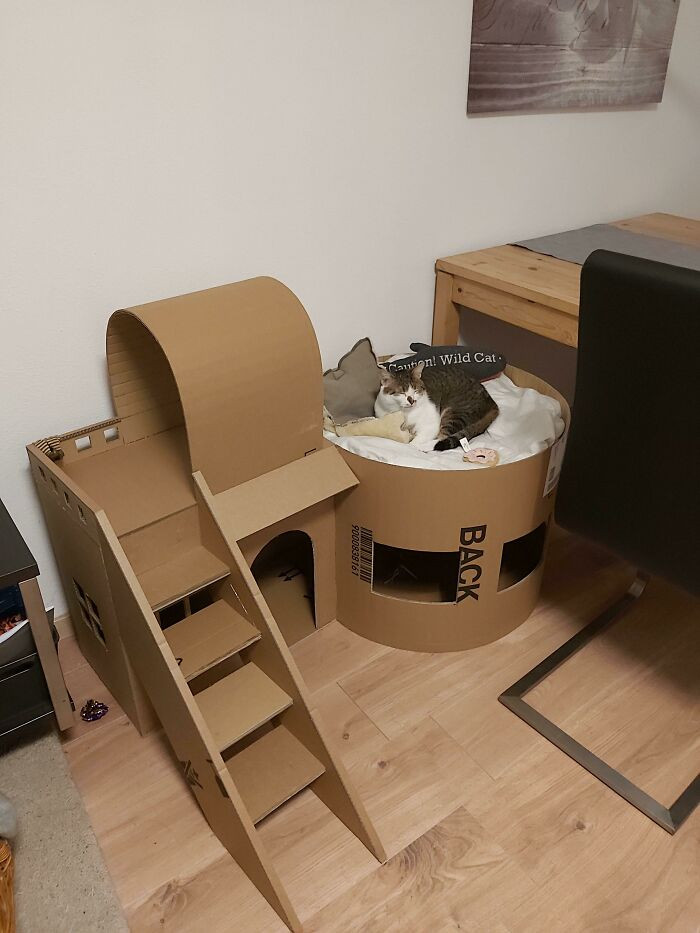 "Four Years Ago My Dad Said That He Would Not Take Care Of That Cat If We Get It. Now He Builds Guppy In Hours Of Work A Cat Mansion Out Of Cardboard Boxes"