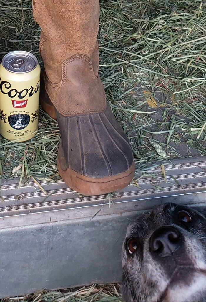 1. The focus was supposed to be the boots, but the dog had other plans