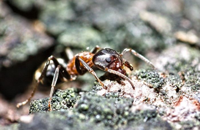 2. This seems to be a giant (might be a red forest ant) ant on wood