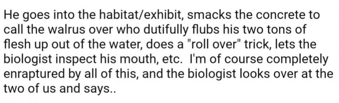 They got to watch the keeper interact with the walrus before he noticed them