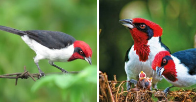 Admire the Beautiful Contrast of the Black-and-White Coat and Red Head of This Masked Cardinal