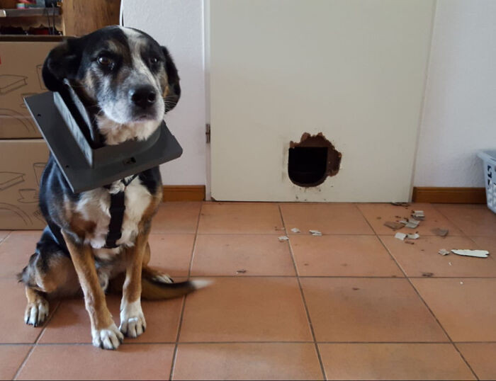 "My Dog Wanted To See What The Cats Are Up To Downstairs"