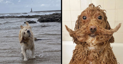 Pet Owners Share “Unflattering Dog Photos” In A Viral Challenge, And These 15 Dogs Absolutely Rule