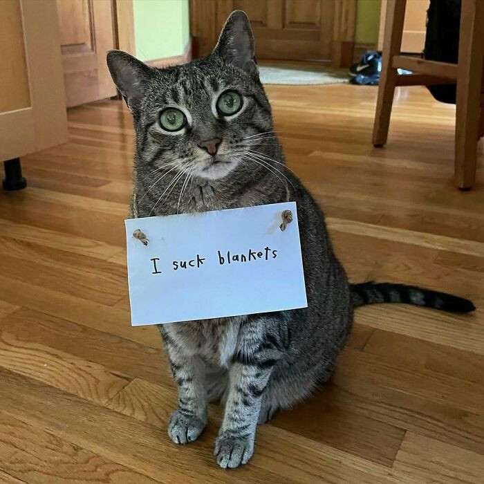 "Cat Shaming"