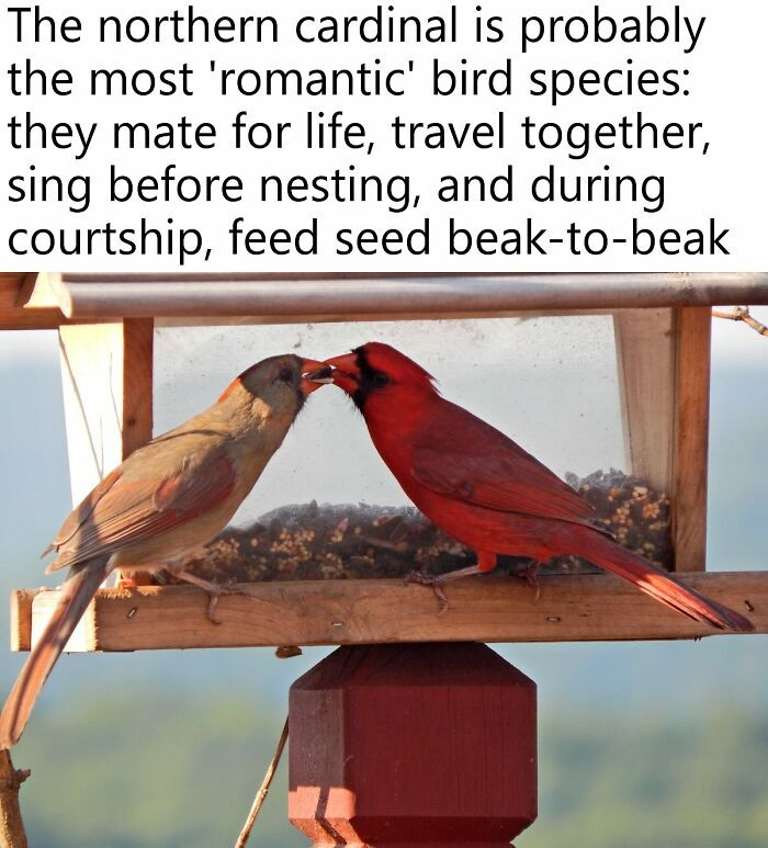 37. Beak-to-beak feeding is their version of “date night,” and honestly, it’s working.