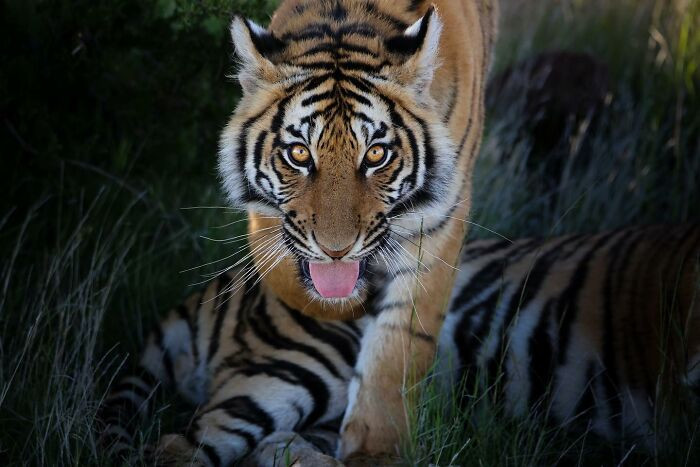 “I Dare You” By Cheri Marks