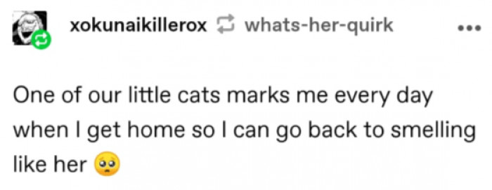 10. One of my little cats marks me so I can smell like her