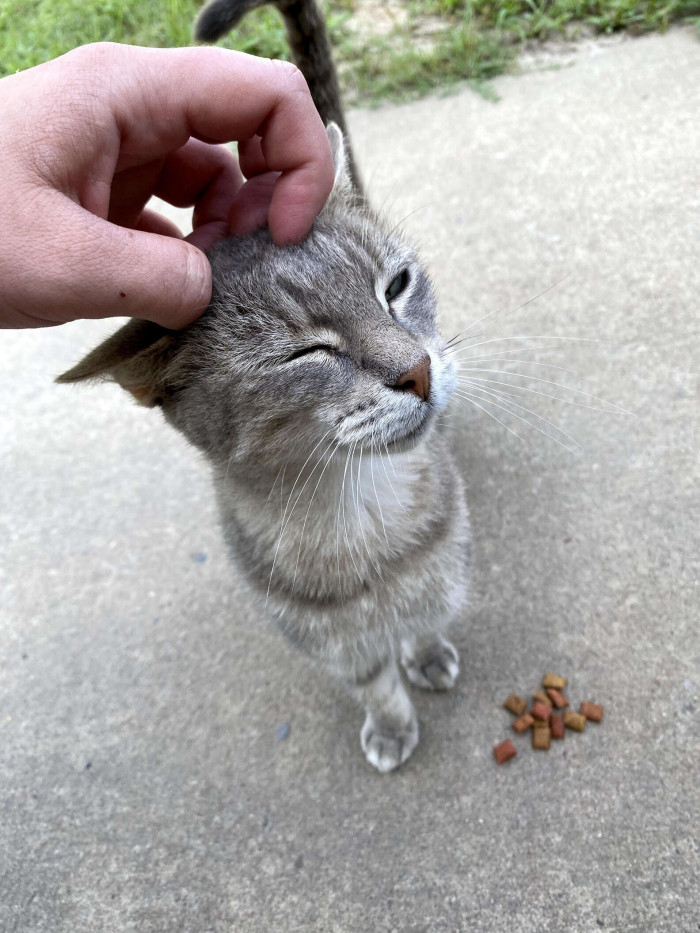 “I let her in when it gets cold or rains, or just whenever she decides she needs a free meal,” Heidelberg said. “I let her out when she’s had enough, or if she pleases.”