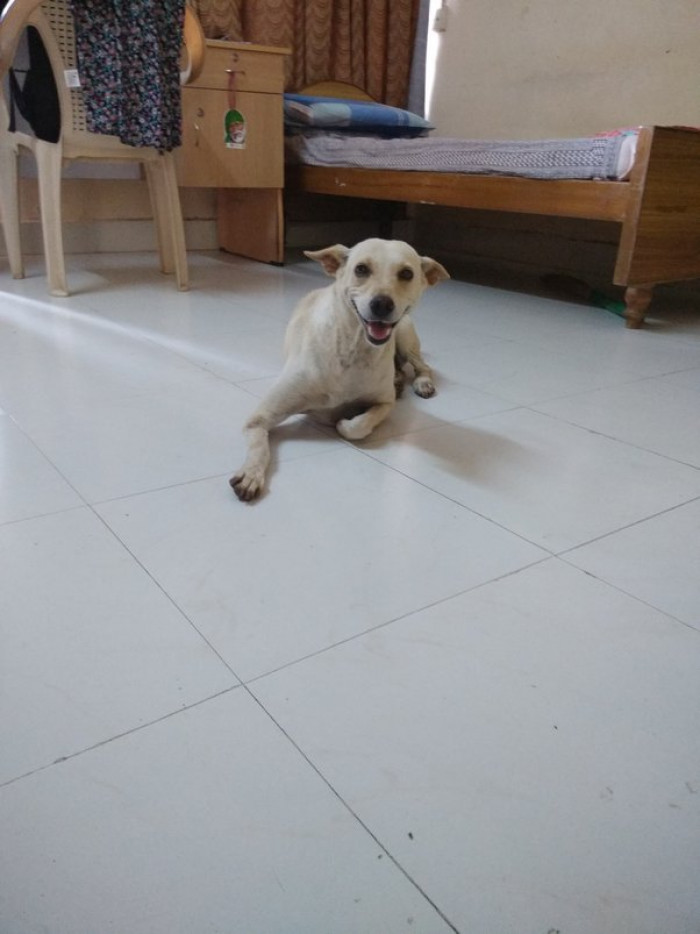 23. Dogs feed off your vibes