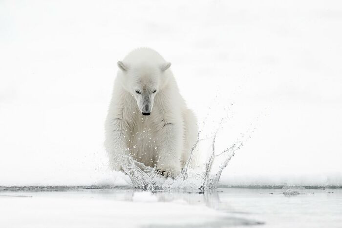 “Playtime On The Ice” By Rachel Spencer