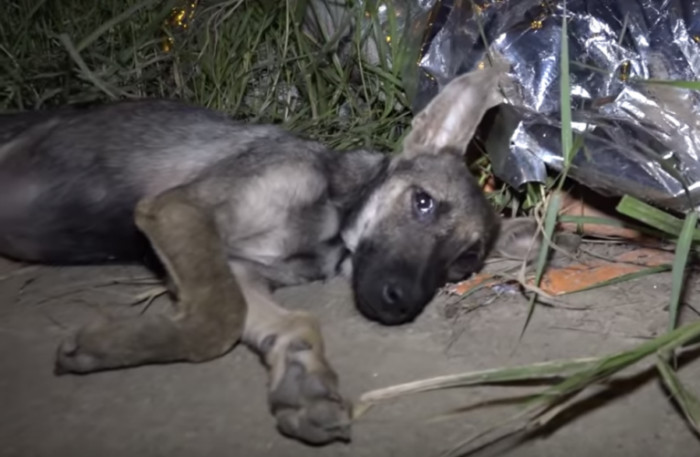 This sweet puppy was left on the side of the road to die!