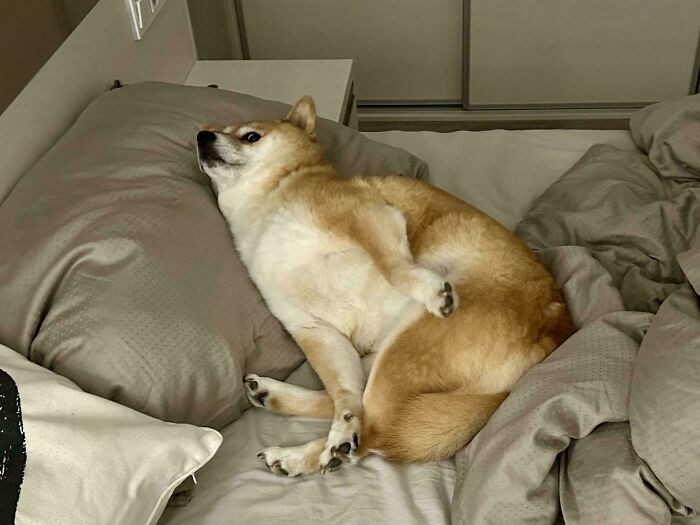 "I Found My Doggo In A Weird Position"