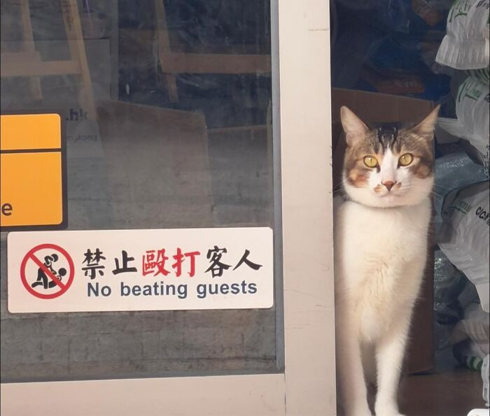 "There's A Story Behind That Sign, And Something Tells Me The Cat Knows All About It"