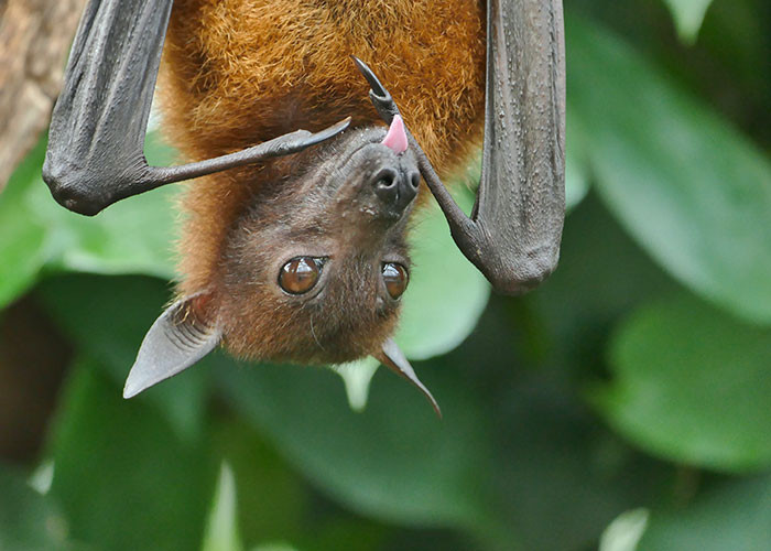 7. Bats