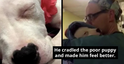Vet Cuddles Petrified Puppy to Calm Her Down After Her Surgery