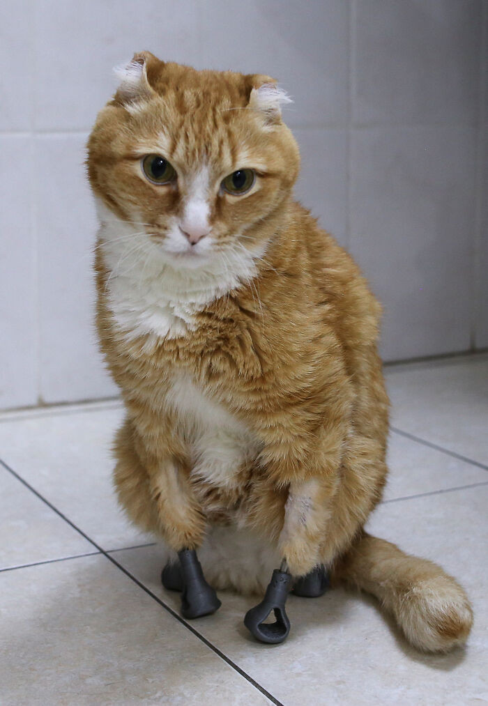 "This Special Guy Has New Paws"