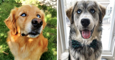 Goberian Could Just Be The World’s Cutest Dog Breed