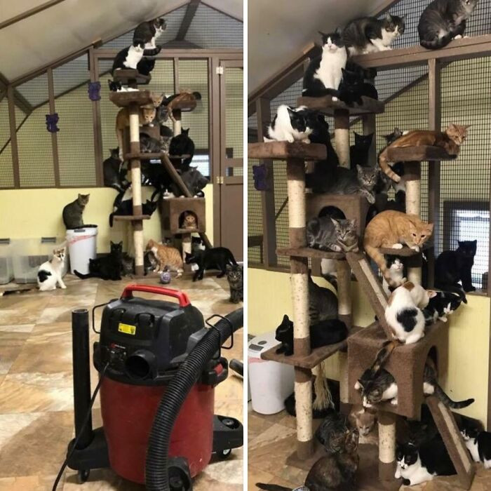 "A Volunteer At Our Local Cat Rescue Turned On The Vacuum"