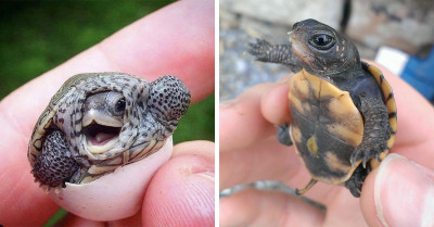These Tiny Turtles Are Potentially The Cutest Critters You Will Ever See