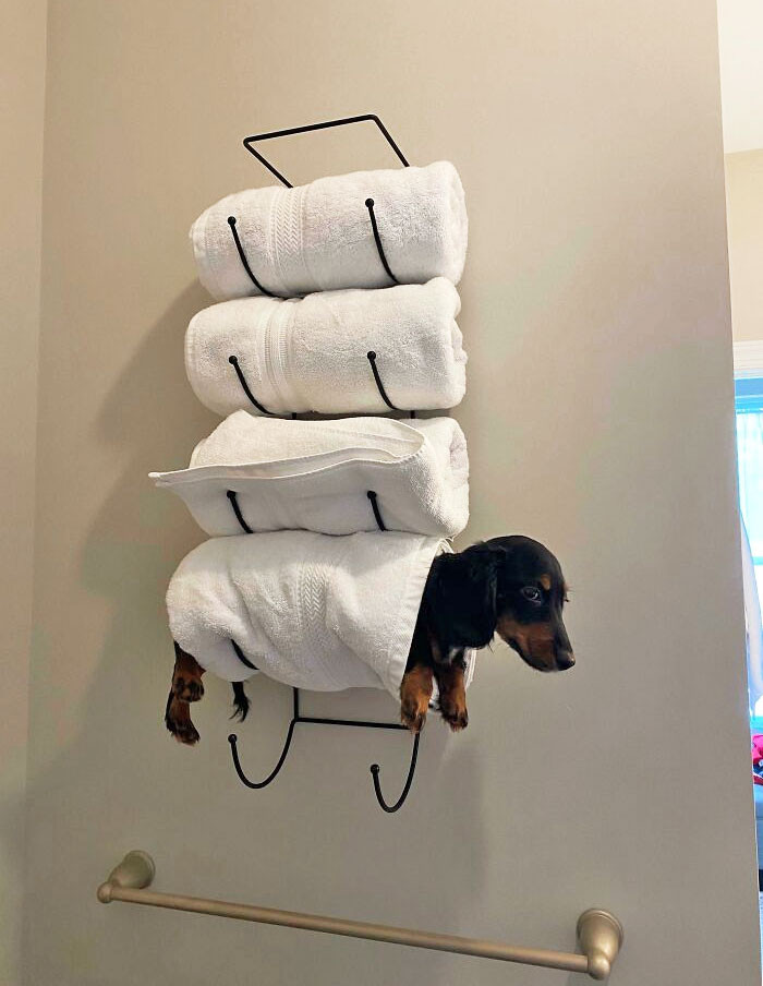 "My Sister Just Got A Wiener Dog"