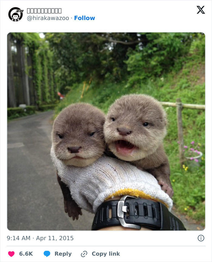 12. With Parenting, It Gets Thrown Into The Pool And Covered In Mud, So It Was Looking Pretty Exhausted. The Photo Shows It After Taking A Little Break And Getting Wiped Down