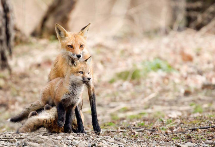 The father was the one who mostly cared for the kits