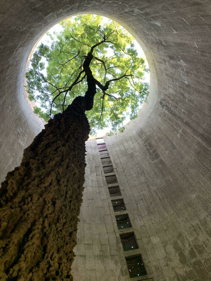 19. ITAP Of A Beautiful Tree Growing Inside Of An Abandoned Silo While I Was Exploring