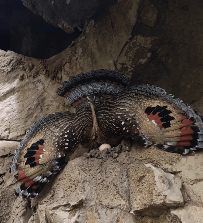20. Sunbittern protecting her egg using her eyespots.