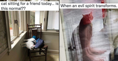 24 Of The Most Hysterical Tweets Featuring Cats And Dogs Sure To Earn Your Chuckles