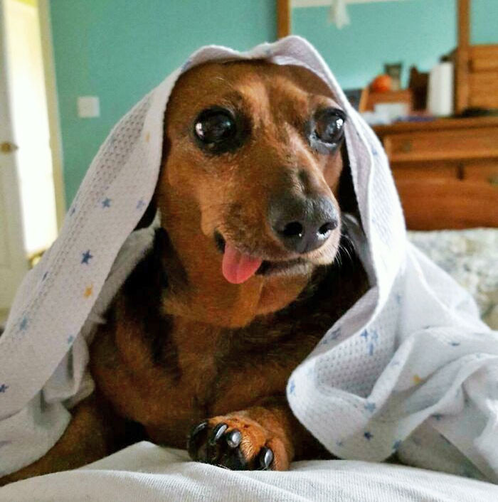 "This Is My Mom's Dachshund, Zoey"
